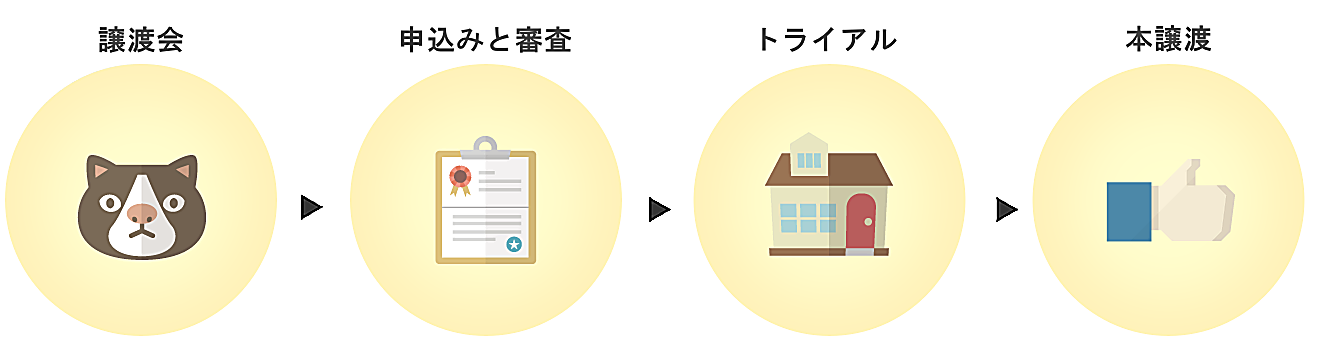 猫の譲渡会から本譲渡までの流れ