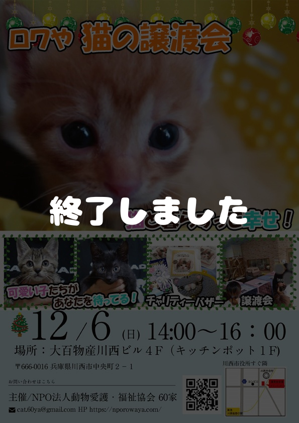 ロワや猫の譲渡会in川西